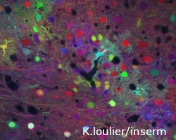 Cortex cérébral murin, grossissement 40x.