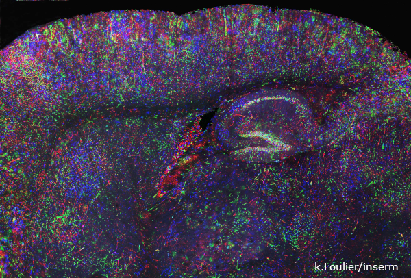 Panorama sagittal murin, grossissement 10x.